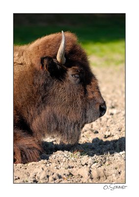 Bison.jpg