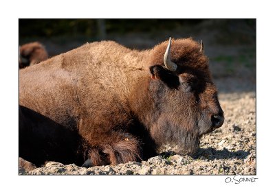 bison2.jpg
