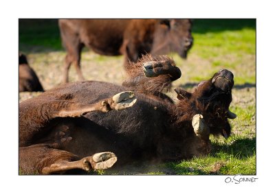bison3.jpg