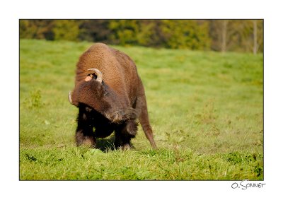 bison4.jpg