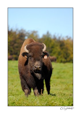 bison5.jpg