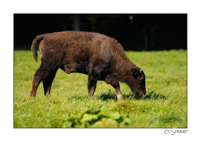 bison6.jpg