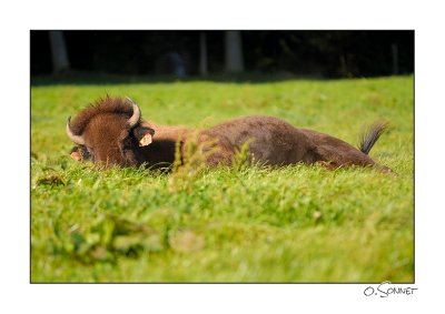 bison8.jpg