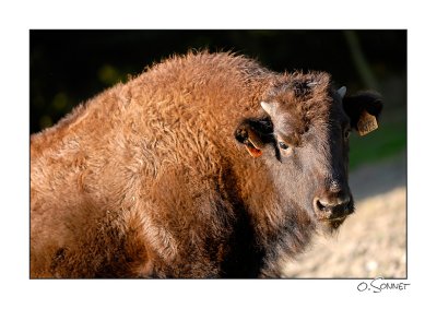 bison9.jpg