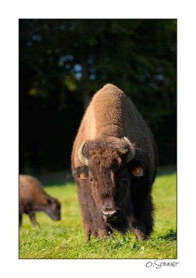 bison10.jpg