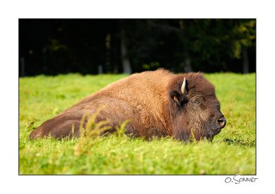 bison12.jpg