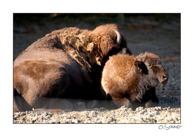 bison13.jpg