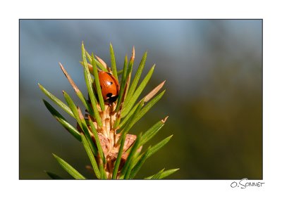 coccinelle sapin2.jpg