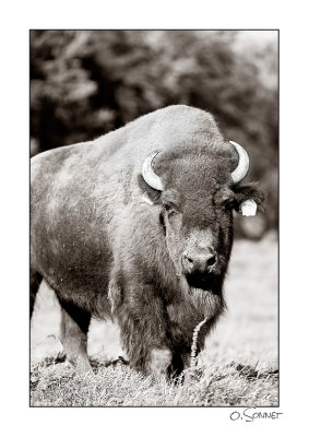 Bison NB.jpg