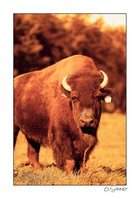 Bison rouge.jpg