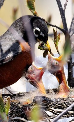 Feeding Time