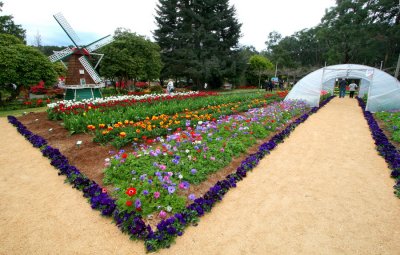 Silvan Tesselaar Tulip Festival