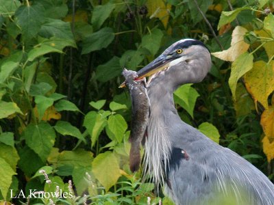 Great Blue Heron with Catfish