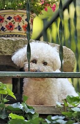 Charlie on Balcony.jpg