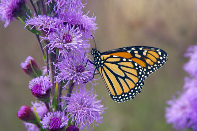 Monarch in Garden