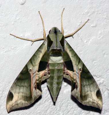 Pandora Sphinx Moth.jpg