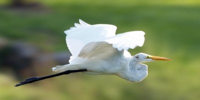 Great White Egret in Flight.jpg