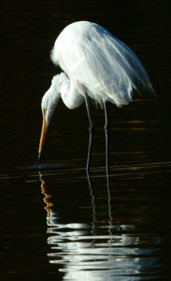 Egret.jpg