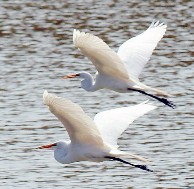 Pair of Egrets.jpg