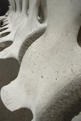 Whale Vertabrae 8630.jpg
