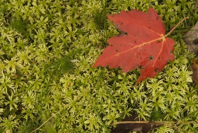 _DSC0883.jpg