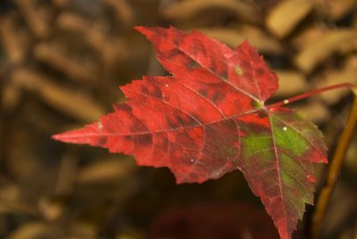 _DSC0905.jpg