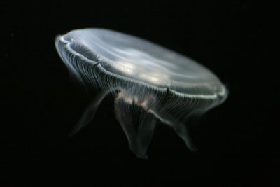 IMG_0004 e2 777.jpg