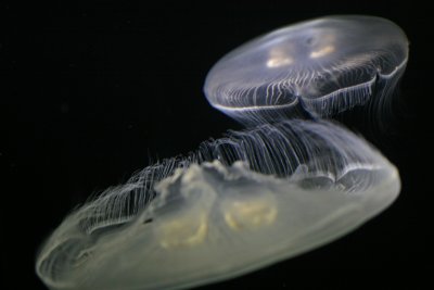 IMG_0032 e2 777.jpg