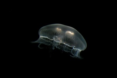 Jellyfish