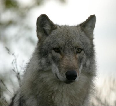 wolf_1997.jpg