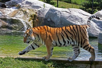 Toronto Zoo Siberian Tiger