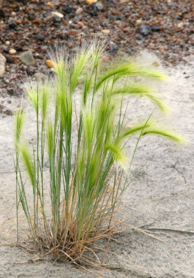 Grass Out of the Sand