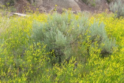 Sage Grass in a Field of Yellow