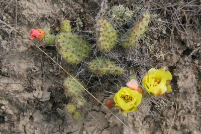 Prickly Flowers