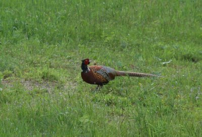 Pheasant