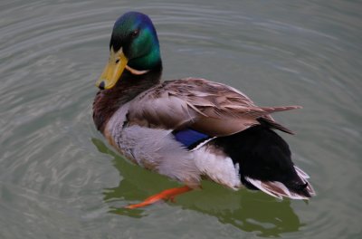 Lord Duck