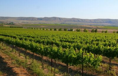 Yakima Valley Wine Fields