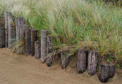 Beach Stumps and Grass
