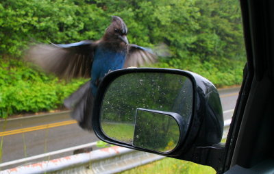 Hungry Steller's Jay