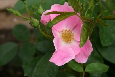 Old fashioned English Rose.JPG