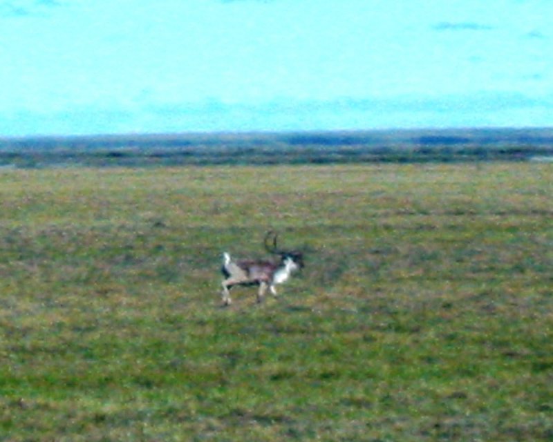 Lone Caribou on the Move