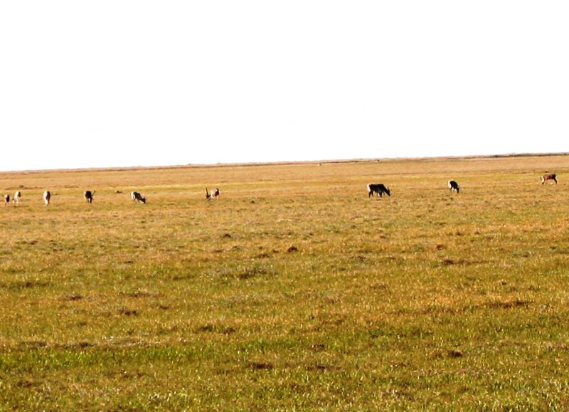 Caribou Herd