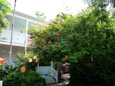 Tree in Courtyard of Gardens Hotel