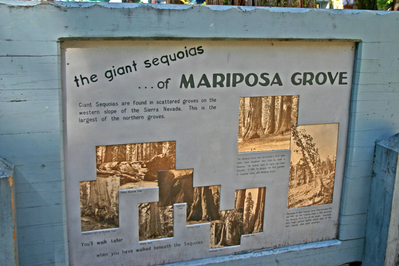 Tour of Mariposa Groves Sequoias