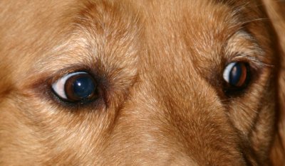 Buddy eyes