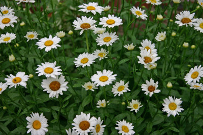 Prime time for daisies
