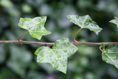 Ubiquitous ivy