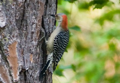 Woodpecker off our balcony