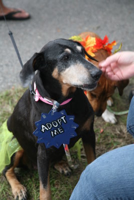 Rescue dogs