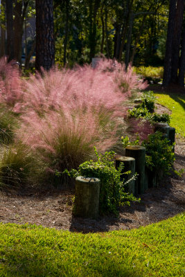 Gorgeous grasses